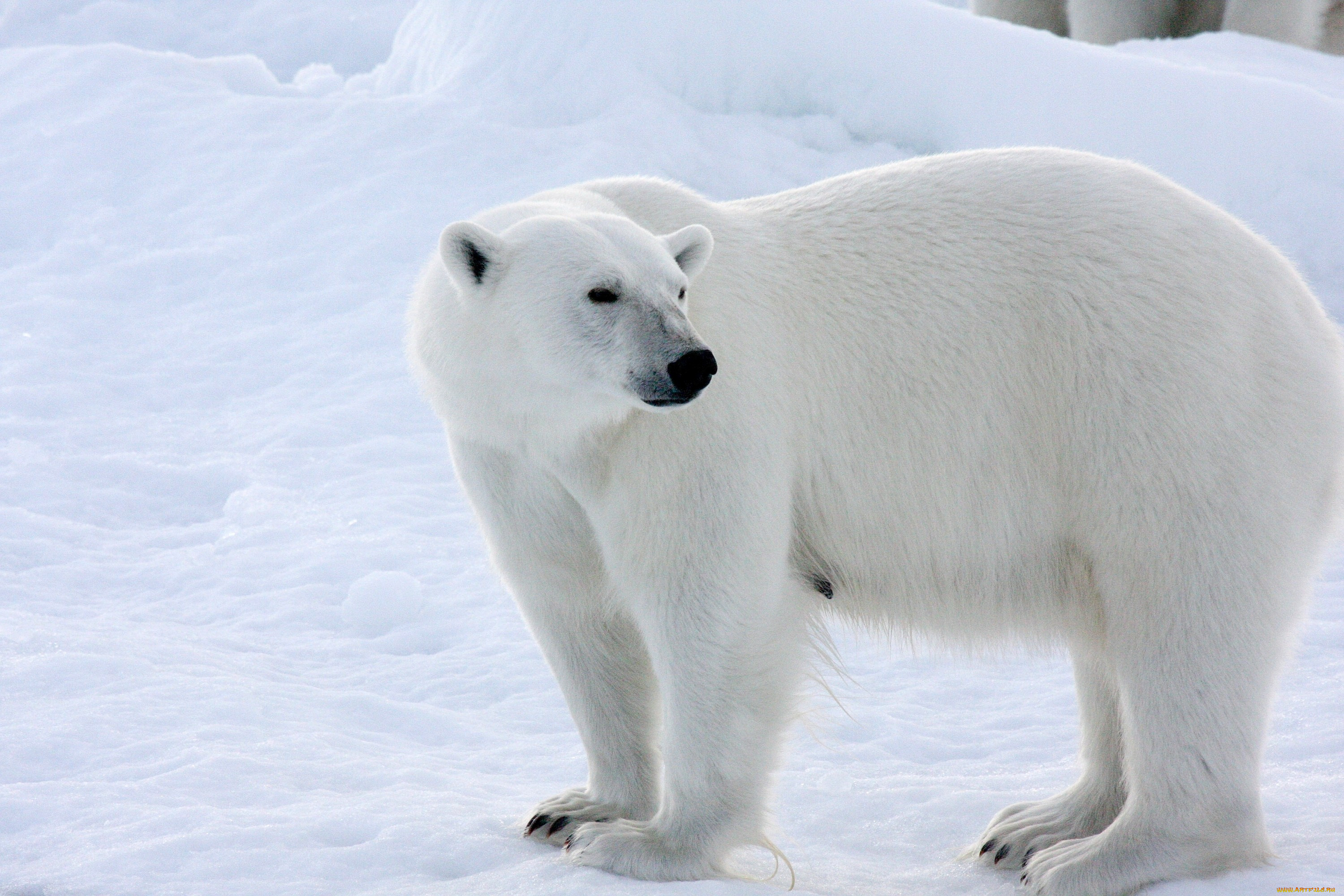 Белые медведи в Антарктиде
